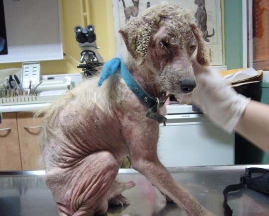 Ζητείται εθελοντής να βοηθήσει στη θεραπεία του άρρωστου σκύλου που βρέθηκε στην Ελευσίνα
