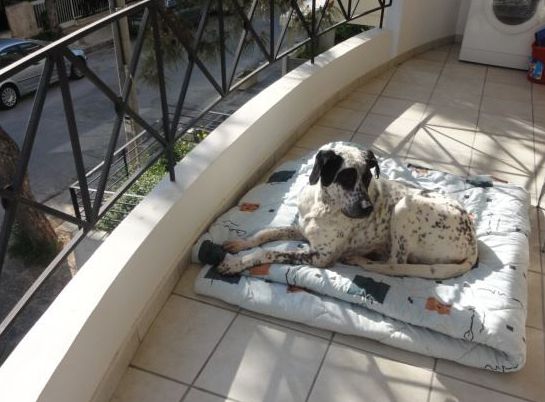 Ο σκύλος που εγκαταλείφθηκε από την οικογένεια του στο Μαρούσι βρήκε τελικά θαλπωρή (βίντεο)