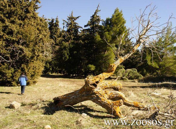 Πεζοπορία στην Πάρνηθα: Κάψτε ό,τι πήρατε το Πάσχα