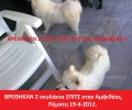 Βρήκαν λευκά μικρόσωμα σκυλιά στη Λ. Αμφιθέας στο Παλαιό Φάληρο Αττικής