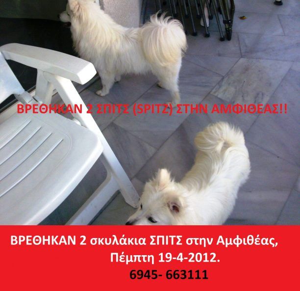 Βρήκαν λευκά μικρόσωμα σκυλιά στη Λ. Αμφιθέας στο Παλαιό Φάληρο Αττικής