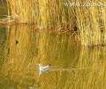 Πάπιες απολαμβάνουν το νερό της λίμνης στο Πάρκο Τρίτση