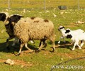 Ακρωτηρίασαν μια προβατίνα στη Ναύπακτο
