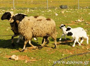 Ποιος φταίει που σκυλιά σκοτώνουν αιγοπρόβατα στη Λέσβο;