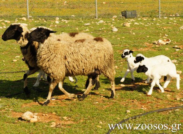 Σκάλα Αιτωλοακαρνανίας: Έκαψε περισσότερα από 100 πρόβατα για να τους εκδικηθεί