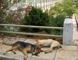 Χαοτική η κατάσταση με τ' αδέσποτα στο Πανεπιστήμιο Ιωαννίνων