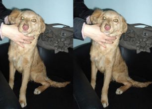 Βρήκαν την σκυλίτσα χτυπημένη μεταξύ Λυκόβρυσης & Μεταμόρφωσης, την έσωσαν, ψάχνουν το σπίτι της!