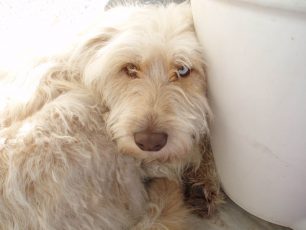 Βρέθηκε - Χάθηκε σκύλος στη Λούτσα Αττικής