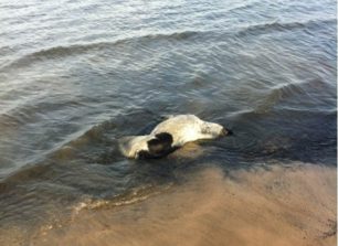 Ηλεία: Το πτώμα του σκύλου εδώ και δύο μέρες επιπλέει στη θάλασσα στο Κατάκολο