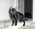 Χάθηκε μαύρη φουντωτή γάτα στο Πολύδροσο Χαλανδρίου Αττικής