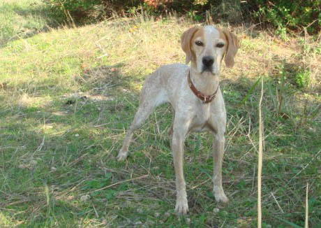 Βρέθηκε - Χάθηκε σκύλος θηλυκό Πόιντερ στον Άγιο Δημήτριο Αττικής