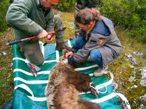 Περίβλεπτος Ιωαννίνων: Αρκούδα παγιδευμένη σε συρμάτινη θηλιά επί πέντε μέρες! (Βίντεο)