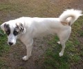 Χάθηκε αρσενικός σκύλος στο ρέμα Χαλανδρίου Αττικής