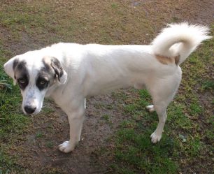 Χάθηκε αρσενικός σκύλος στο ρέμα Χαλανδρίου Αττικής