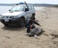 Κατάκολο: Εντοπίστηκαν τέσσερις νεκρές θαλάσσιες χελώνες καρέτα καρέτα σε μια μέρα