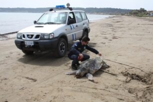 Κατάκολο: Εντοπίστηκαν τέσσερις νεκρές θαλάσσιες χελώνες καρέτα καρέτα σε μια μέρα