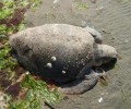 Αλεξανδρούπολη: 13 θαλάσσιες χελώνες caretta caretta νεκρές και 1 δελφίνι