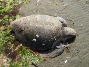 Αλεξανδρούπολη: 13 θαλάσσιες χελώνες caretta caretta νεκρές και 1 δελφίνι