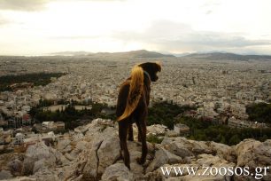 Αδέσποτος στην πόλη!