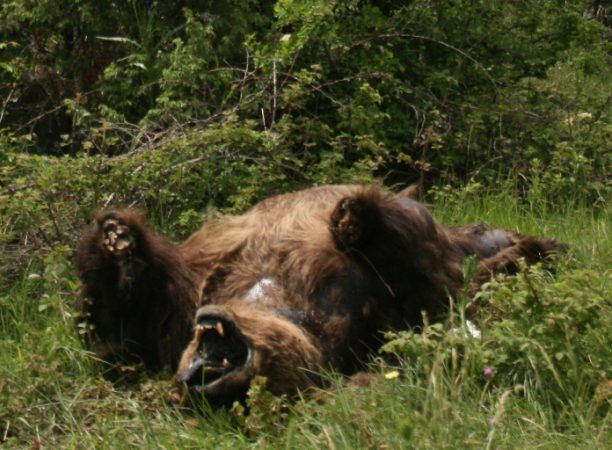 Άλλη μια ακρωτηριασμένη αρκούδα στη Φλώρινα! Σε τι χώρα ζούμε τελικά;