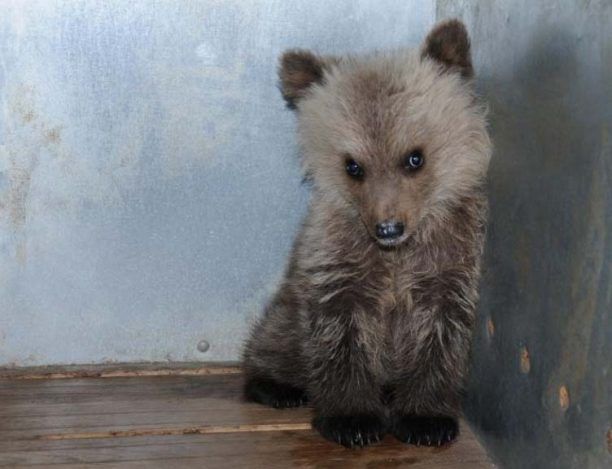 Στις εγκαταστάσεις του ΑΡΚΤΟΥΡΟΥ το αρκουδάκι αφού δεν βρέθηκε η μητέρα του στην Κρανιά Γρεβενών!