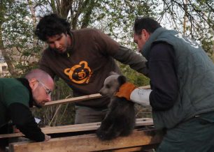 Γρεβενά: Βρέθηκε μωρό αρκουδάκι στην Κρανιά χωρίς τη μητέρα του