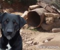 Κρήτη: Ζητούν υπηρεσιακή σύσκεψη για να δοθεί ακαριαία τέλος στα «βαρελόσκυλα»