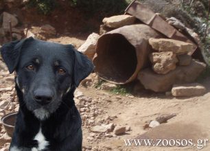Κρήτη: Ζητούν υπηρεσιακή σύσκεψη για να δοθεί ακαριαία τέλος στα «βαρελόσκυλα»