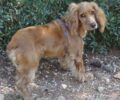 Χάθηκε σκύλος ράτσας Κόκερ στο Καστρί στη Νέα Ερυθραία Αττικής