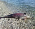 Λέσβος: Ψαράδες σκότωσαν ρινοδέλφινο πυροβολώντας το