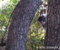 Χίος: Πολλοί ενδιαφέρθηκαν για τη γατούλα που είχε εγκλωβιστεί στο πανύψηλο δέντρο