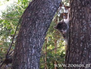 Χίος: Πολλοί ενδιαφέρθηκαν για τη γατούλα που είχε εγκλωβιστεί στο πανύψηλο δέντρο
