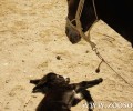 Δωρεάν φροντίδα για τα ιπποειδή και στην Πάρο