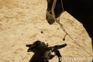 Δωρεάν φροντίδα για τα ιπποειδή και στην Πάρο