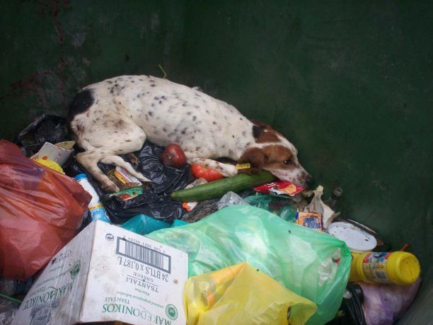 Κεφαλλονιά: Πέταξαν σε κάδο ζωντανή μια άρρωστη σκυλίτσα