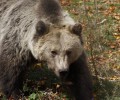Η Π.Α.Ε. Ολυμπιακός «υιοθέτησε» τον αρκούδο Μανώλη που ζει στον ΑΡΚΤΟΥΡΟ