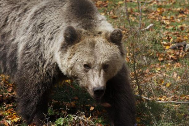 Η Π.Α.Ε. Ολυμπιακός «υιοθέτησε» τον αρκούδο Μανώλη που ζει στον ΑΡΚΤΟΥΡΟ