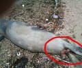 Δυναμίτης σκότωσε τη φώκια που εκβράστηκε στην Πάρο
