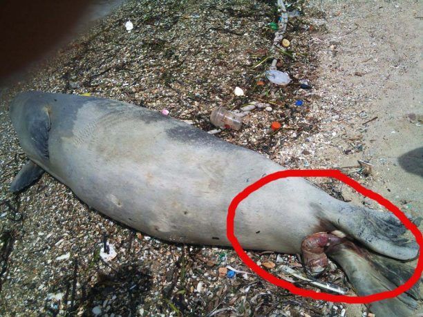 Δυναμίτης σκότωσε τη φώκια που εκβράστηκε στην Πάρο