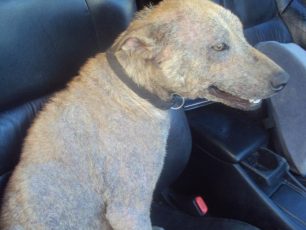 Σαλαμίνα: Έπιασαν την σκυλίτσα που πάσχει από σαρκοπτική ψώρα