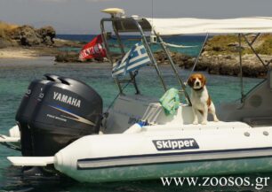 Κάποιοι σκύλοι είναι πολύ τυχεροί!