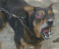 Χανιά: Αυτεπάγγελτη δίωξη εναντίον των ιδιοκτητών του σκύλου που υποφέρει από τον καρκίνο