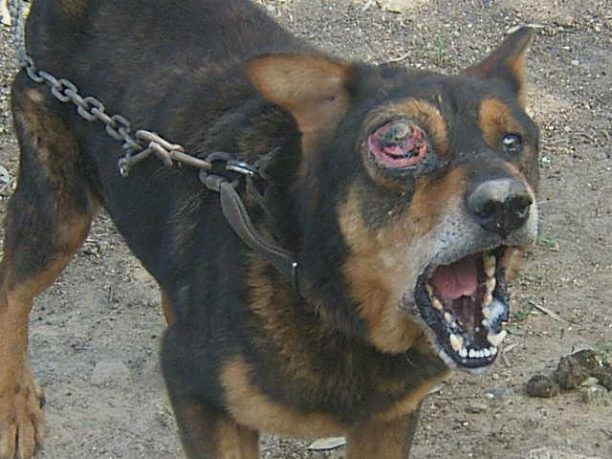 Χανιά: Αφήνουν τον σκύλο τους να αργοπεθαίνει στη Σούδα από τον καρκίνο στο μάτι