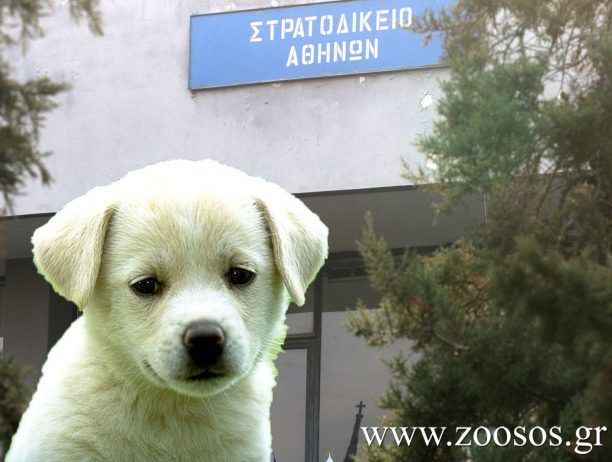 Εισαγγελέας του Στρατοδικείου Αθηνών διεξάγει προανάκριση για τη θανάτωση σκύλου στον Αυλώνα