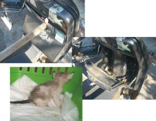 Άλιμος: Εγκλώβισε γατάκι μέσα σε ντουλαπάκι εγκαταλελειμμένης μηχανής
