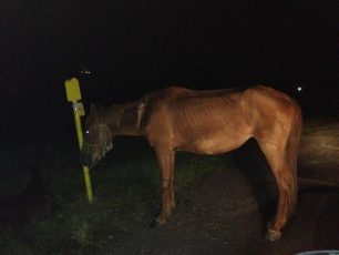 Θεσσαλονίκη: Εντοπίστηκε ο ιδιοκτήτης του τραυματισμένου αλόγου