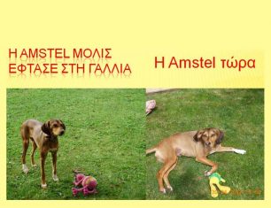 H AMSTEL έτσι σας αρέσει; Την υιοθέτησαν οι τουρίστες!