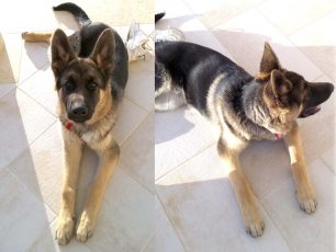 Βρέθηκε - Χάθηκε σκύλος στην Ηγουμενίτσα Θεσπρωτίας