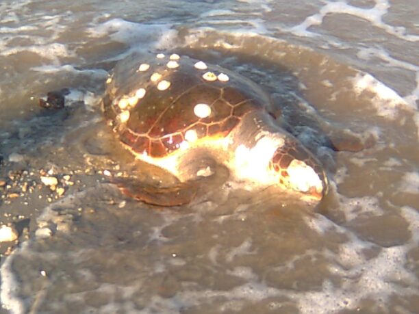 Άλλη μια καρέτα νεκρή στην παραλία της Νέας Κίου
