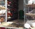 Σύρος: Εμπορεύονται ζώα στοιβαγμένα σε κλουβιά χωρίς νερό! (Βίντεο)